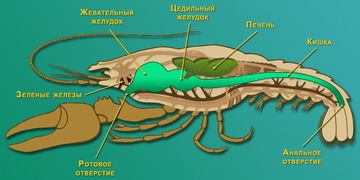Класс ракообразные -размножение, кровеносная система, значение
